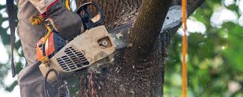Best Tree Disease Treatment  in Hartsville, TN
