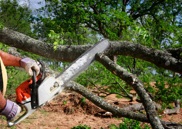 Best Emergency Tree Removal  in Hartsville, TN